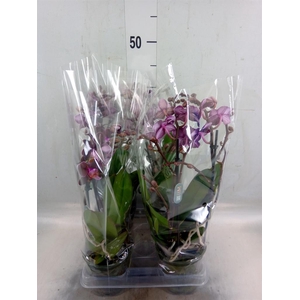Phalaenopsis multi. 'Ant Cartagena'