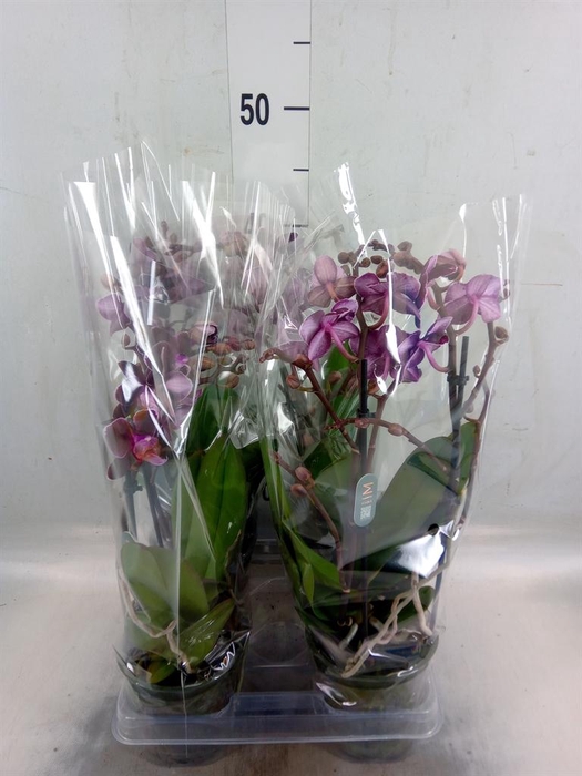<h4>Phalaenopsis multi. 'Ant Cartagena'</h4>