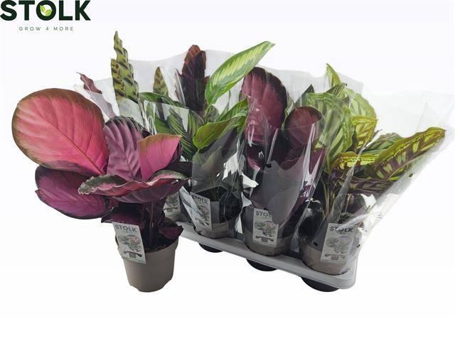 <h4>CALAT GEM 4 SRT</h4>