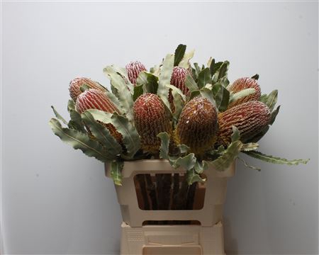 Banksia Menziesi