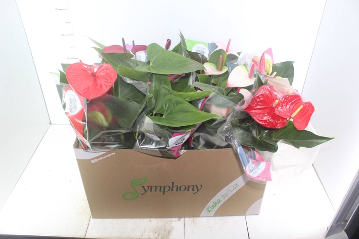 <h4>ANTHURIUM VARIADO P15</h4>