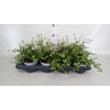 Muehlenbeckia com. 'Mao'ri'