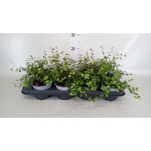 Muehlenbeckia com. 'Mao'ri'