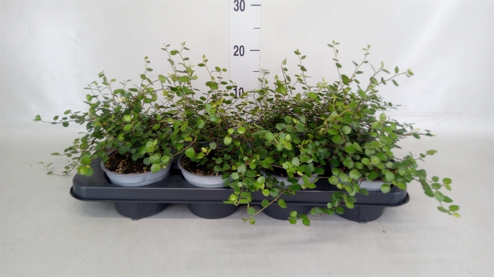 <h4>Muehlenbeckia com. 'Mao'ri'</h4>