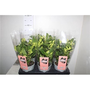 ** Dendr N S C Apollon Wild * Spring Deal *