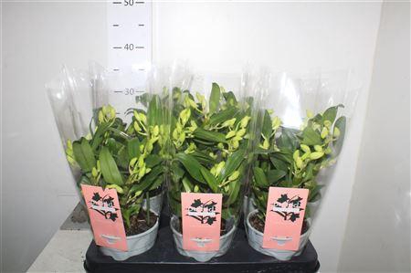 <h4>** Dendr N S C Apollon Wild * Spring Deal *</h4>