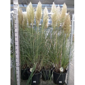 Cortaderia sell. 'Pumila'