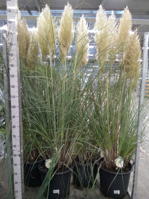 <h4>Cortaderia sell. 'Pumila'</h4>