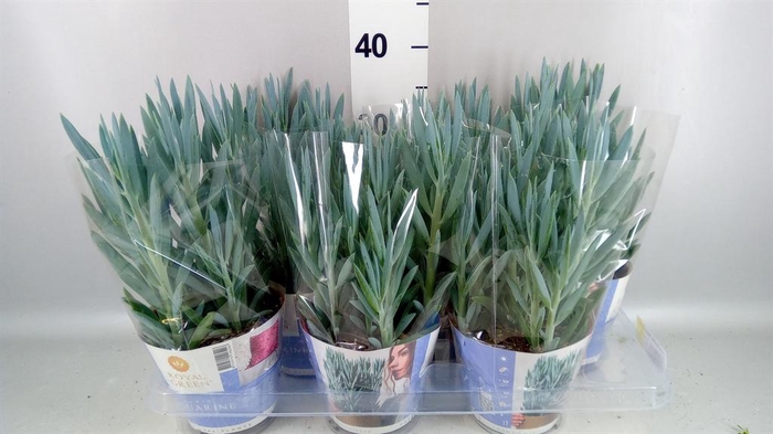 <h4>Curio ficoides 'Mount everest'</h4>