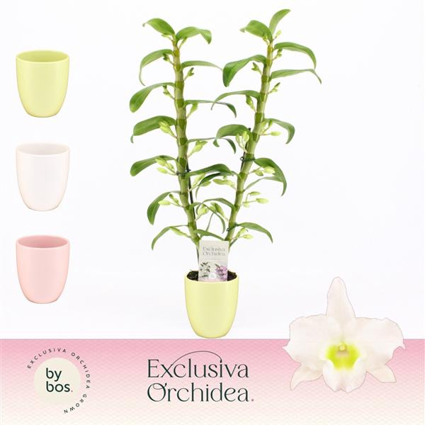 <h4>Dendrobium Nobilé, Apollon 2-spike in Lotte Mix 'Exclusiva Orchidea'</h4>