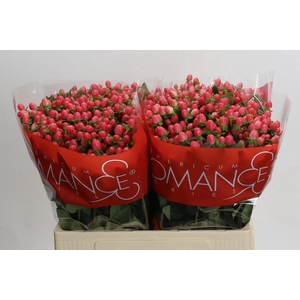 Hypericum Sweet Romance