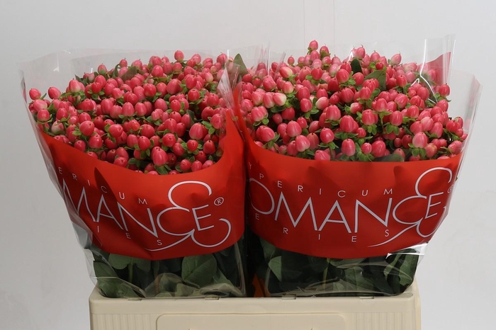 Hypericum Sweet Romance