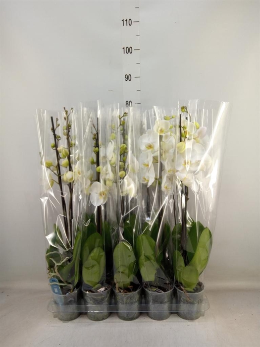 <h4>Phalaenopsis ...</h4>