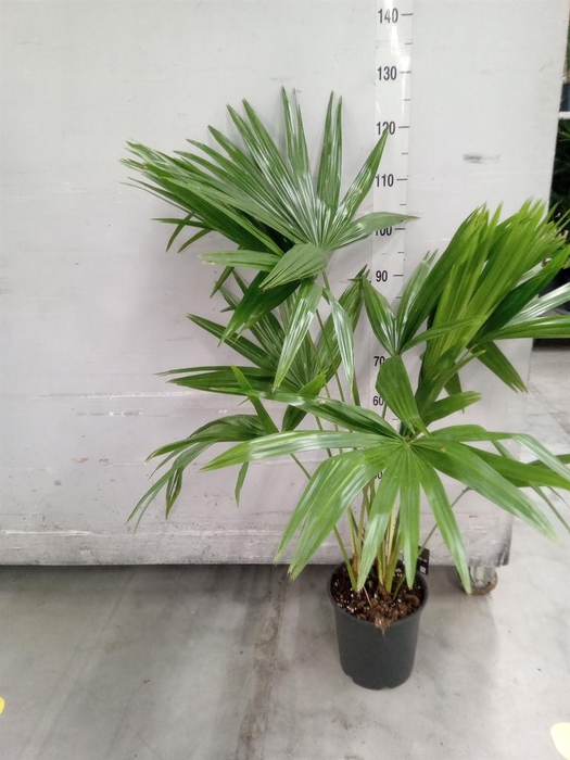 <h4>Palms   ...</h4>