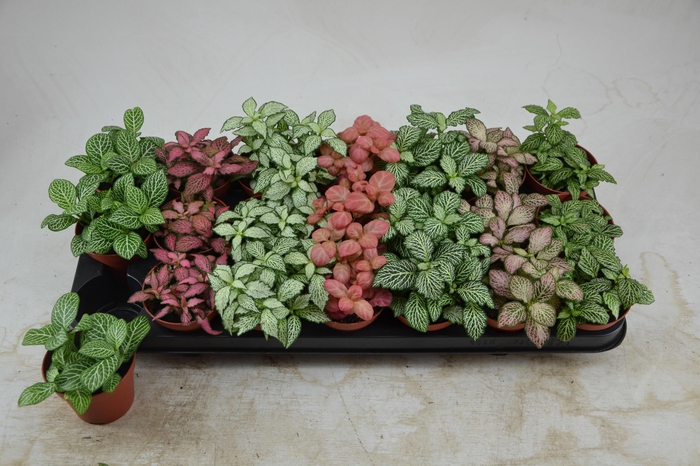 <h4>FITT GEM 7 KL</h4>