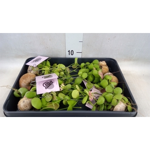 Arr.  Dischidia
