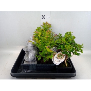 Bonsai   ...mix