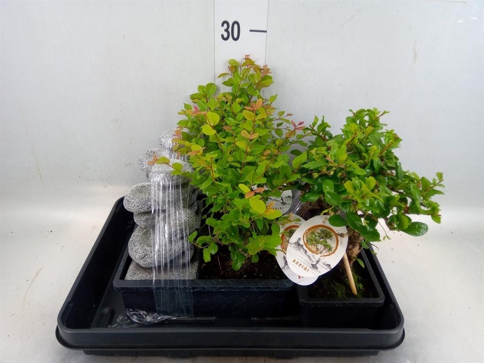 <h4>Bonsai ...mix</h4>