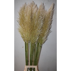 CORTADERIA S EVITA