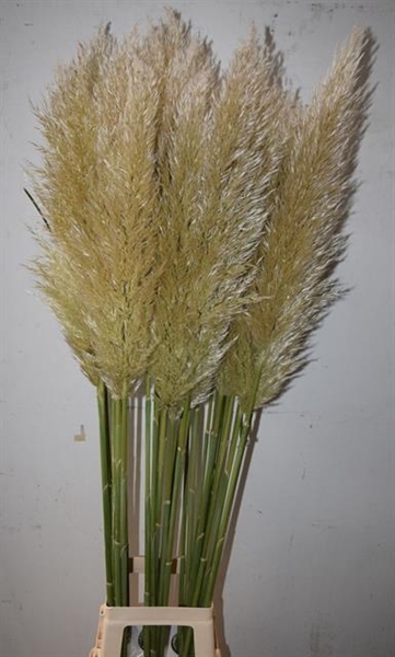 CORTADERIA S EVITA