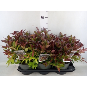 Leucothoe axillaris 'Zeblid'