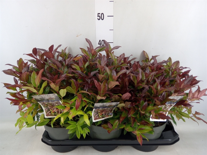 <h4>Leucothoe axillaris 'Zeblid'</h4>