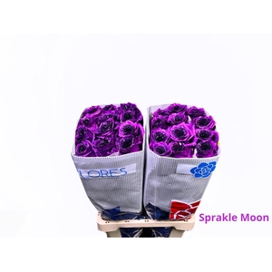 R GR SPRAKLE MOON FANCY