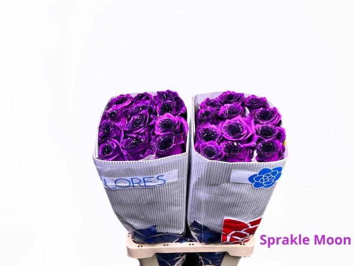 <h4>R GR SPRAKLE MOON FANCY</h4>