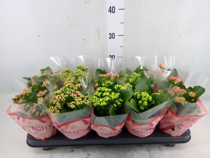 <h4>Kalanchoe blos.   ..rosebud mix  5</h4>