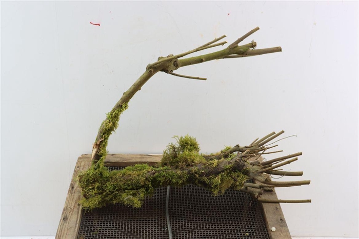 <h4>Stronken Met Mos</h4>