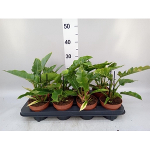 Philodendron 'Ring of Fire'