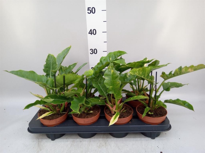 <h4>Philodendron 'Ring of Fire'</h4>