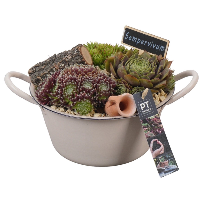 <h4>Arr.  Sempervivum L%</h4>