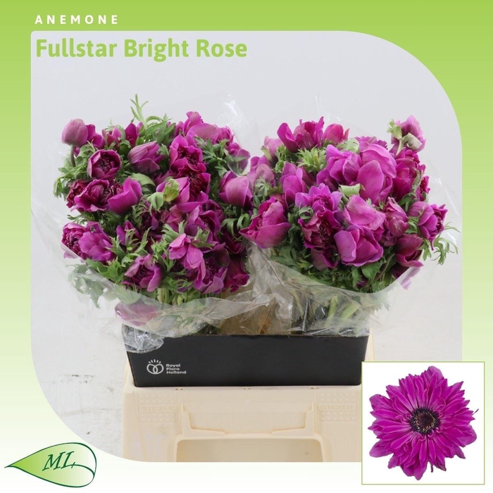 <h4>Anemone Fullstar Bright Rose</h4>