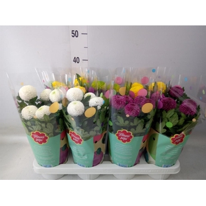 Chrysanthemum  'FlowPop'   ...mix