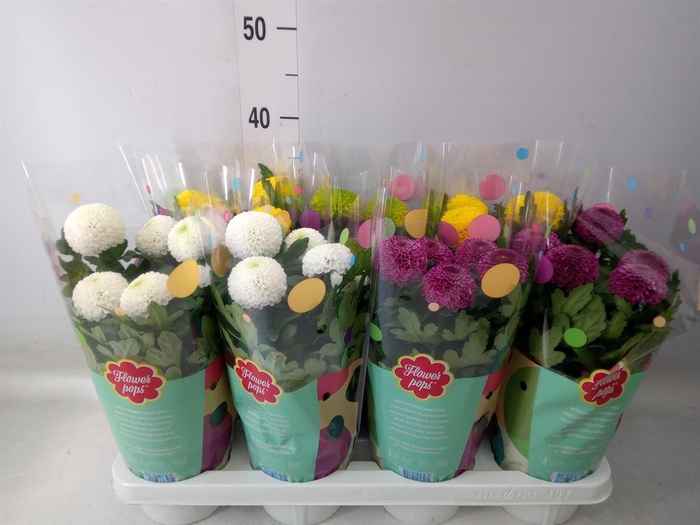 <h4>Chrysanthemum  'FlowPop'   ...mix</h4>