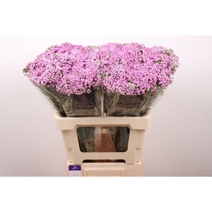 ACHILLEA MILLEF. 'ANNA'