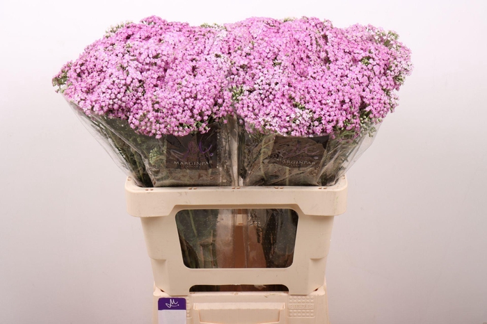 <h4>ACHILLEA MILLEF. 'ANNA'</h4>