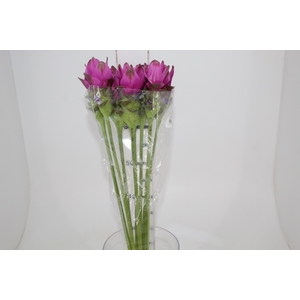 CURCUMA SIAM SHADOW 060 CM
