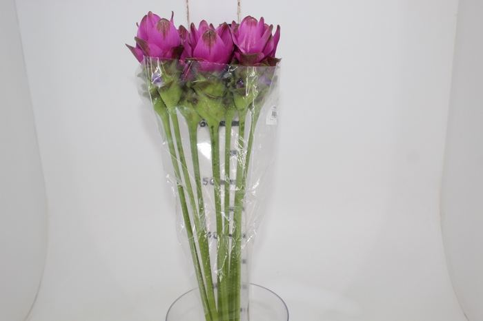 <h4>CURCUMA SIAM SHADOW 060 CM</h4>