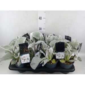 Senecio   ...