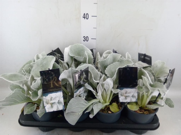 <h4>Senecio   ...</h4>