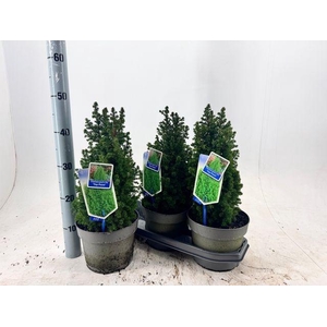 CHAM THY TOP POINT P19