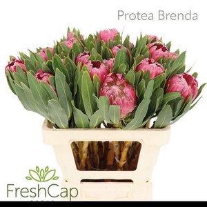 PROTEA BRENDA