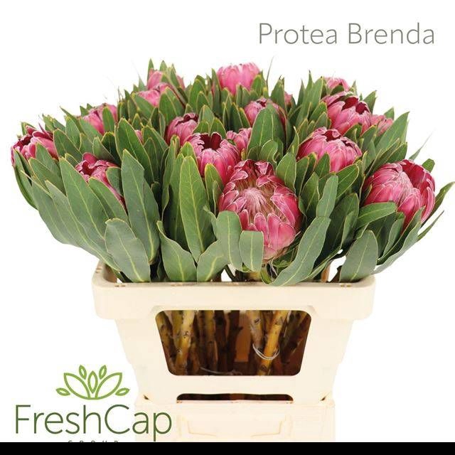<h4>PROTEA BRENDA</h4>