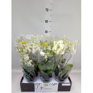 Phalaenopsis multi.   ...white