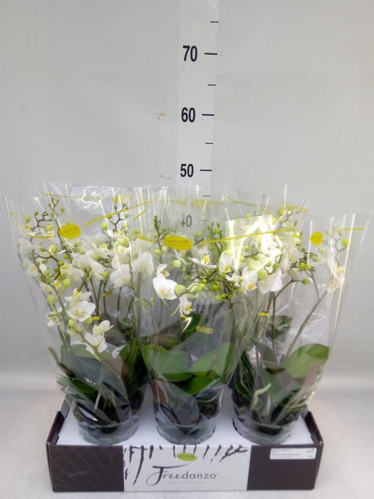 <h4>Phalaenopsis multi. ...white</h4>