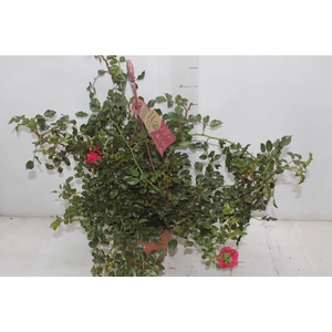 ROSEIRA VARIADO PENDENTE P20