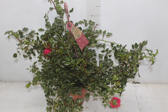 <h4>ROSEIRA VARIADO PENDENTE P20</h4>
