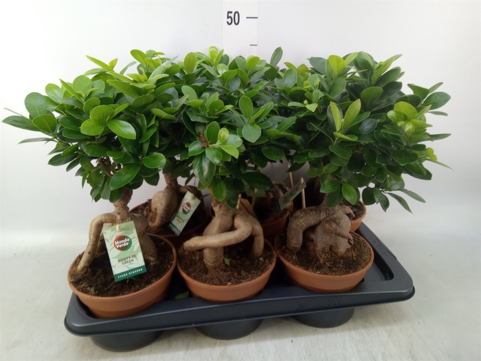 <h4>Ficus microcarpa 'Ginseng'</h4>